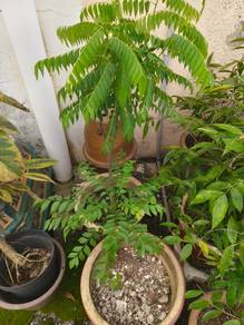 Curry leaf