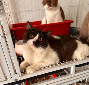 pregnant BSH Bicolor Black carry Cinnamon 