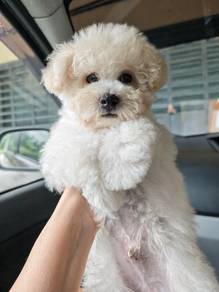 Bichon Frise Male 