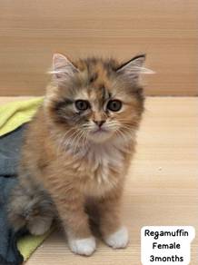 Ragamuffin Kitten for sale