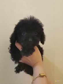 Maltipoo