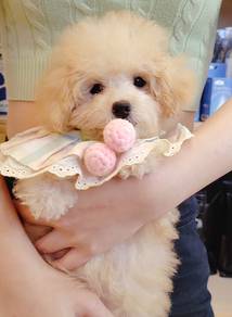 Maltipoo