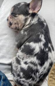GGGG_GTS8669 French Bulldog Merle Tan haired