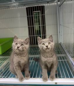 Blue BSH kitten
