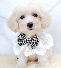 Maltipoo