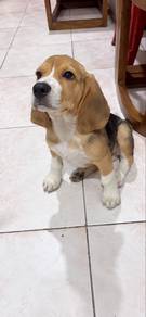 beagle