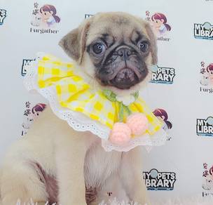Pug
