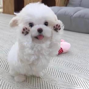 Bichon Frise