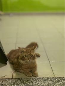 mainecoon male