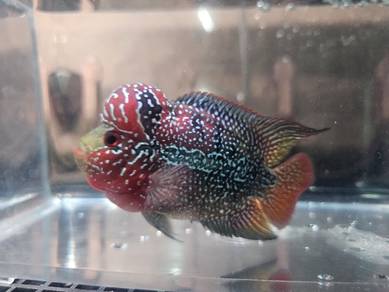 Flowerhorn
