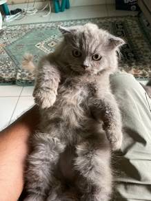 Scotish mix Persiam