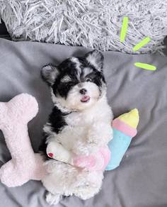 MINI POODLE PUPPIES S116 🌻 Premium Puppy