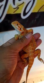 Bearded Dragon 