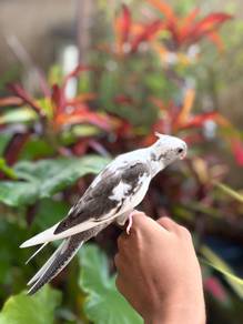 burung cockatiel white face jinak bird parrot