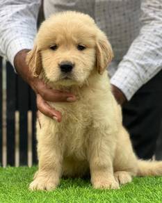 Golden Rettiver f