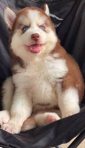 SIBERIAN HUSKY PUPPIES 🌻 Girl VIP14