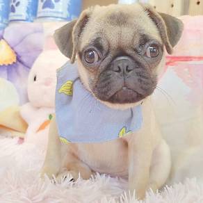 Pug