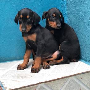 Doberman--