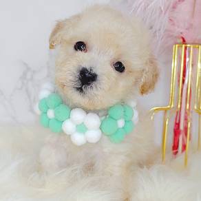 Poodle