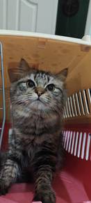 DLH mix munchkin