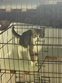Free Cats For Adoption