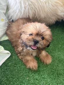 Female Tiny Shih Poo