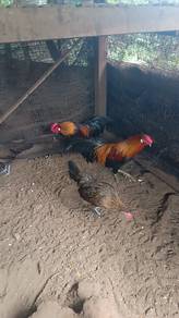 Ayam Hutan