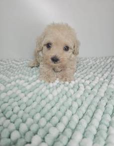 tiny poodle 