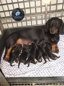 sausage dog