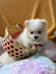 Pomeranian