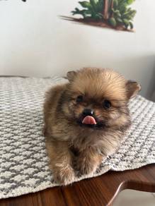 Mini Pomeranian 15