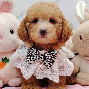 Poodle