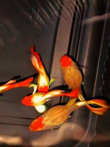 santa koi shortbody / santa gold koi / guppy