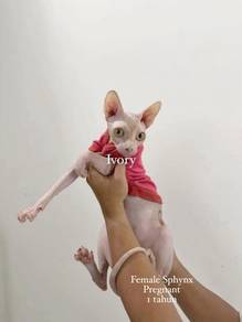 female sphynx pregnant