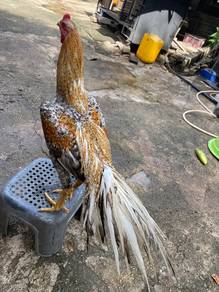 Ayam ratu kurik