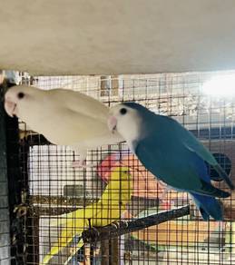Burung Lovebird Pair Induk