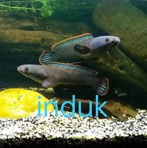 Channa limbata pair