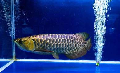 mgbb crossback arowana 15 inch-wholesale price