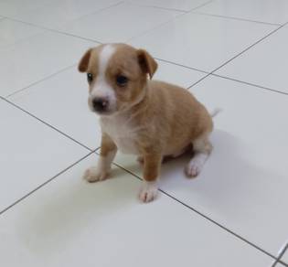 5 week old male Pomeranian 