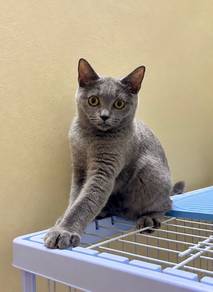 Bsh Blue