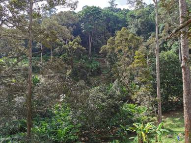 Agricultural Land in Balik Pulau, PNG