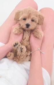 j3 Kawai Maltipoo Dog