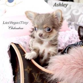 C1000 Chihuahua brown haired puppies