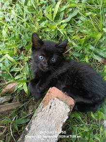 Cat sebulan