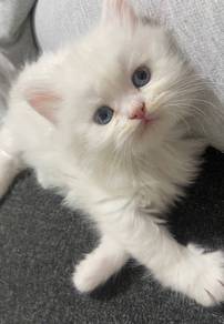 Persian White Kitten Mainecoone