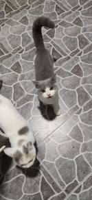 BSH kucing