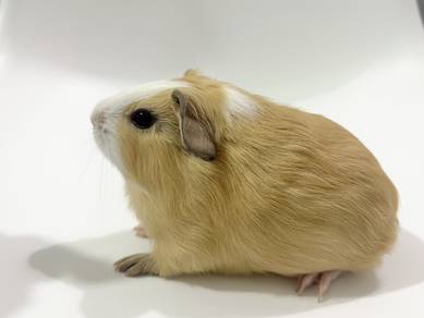 Guinea Pig Female