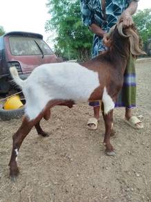 kambing jate cukup umur