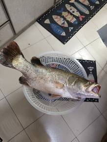 ikan siakap 