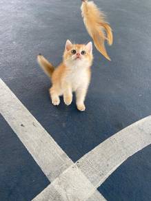 British Short Hair Golden